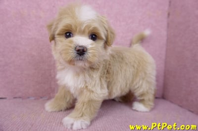 01/30馬爾泰迪公幼犬1號(花蓮市)8