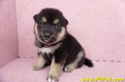 07/05黑色柴犬公幼犬1號(宜蘭市)5