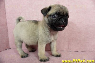 04/02巴哥母幼犬(高雄鼓山)4