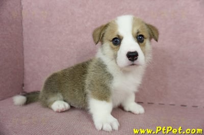 04/28雙色柯基犬公幼犬1號(桃園中壢)6