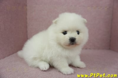 12/27迷你型松鼠白博美母幼犬1號(高雄鳳山)3