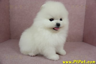 12/27迷你型松鼠白博美公幼犬(高雄前鎮)10