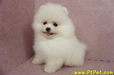 03/14迷你型松鼠白博美公幼犬1號(台北信義)11