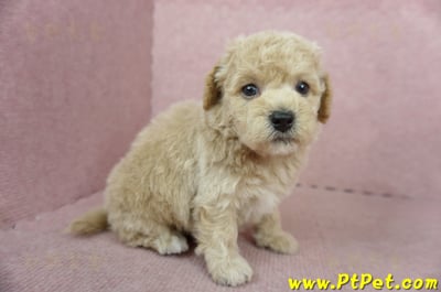 11/08泰迪比熊公幼犬3號(新北新店)3