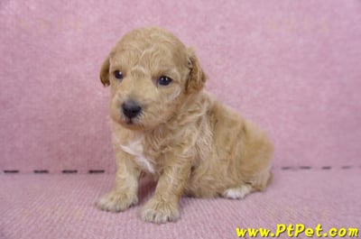 01/20泰迪比熊母幼犬6