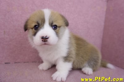 03/14雙色柯基犬母幼犬1號7