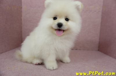 12/15迷你型松鼠白博美公幼犬(台東市)9