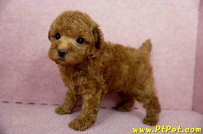 04/15玩具型紅貴賓母幼犬1號(台中大雅)9