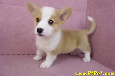 10/13雙色柯基犬公幼犬(台東市)8