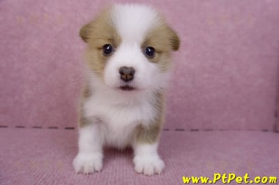 07/09雙色柯基犬母幼犬2