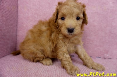 02/11紅貴賓母幼犬(桃園市 )3