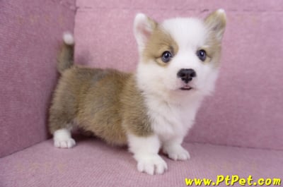 11/05雙色柯基犬公幼犬4號(台南安平)5