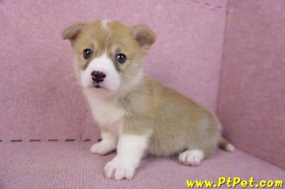 10/13雙色柯基犬母幼犬4號(新北板橋)10