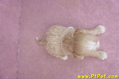 01/30馬爾泰迪公幼犬2號6