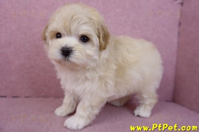 11/23馬爾泰迪母幼犬(高雄仁武)7