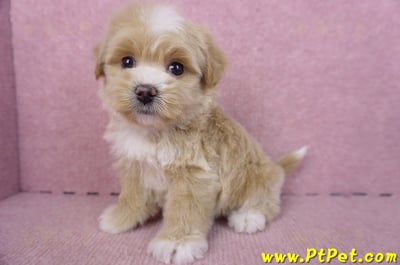 01/30馬爾泰迪公幼犬1號(花蓮市)11