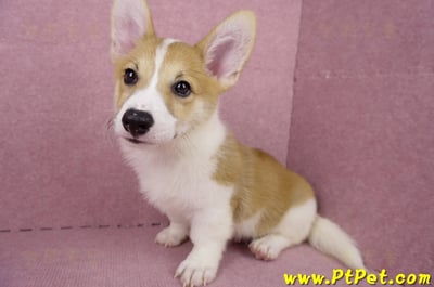 04/28雙色柯基犬公幼犬2號(高雄楠梓)14