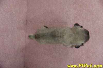 04/02巴哥公幼犬2號(台中外埔)10