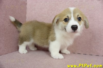 02/09雙色柯基犬母幼犬(屏東九如)7