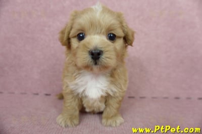 05/05奶油色馬爾泰迪母幼犬2號(高雄楠梓)3