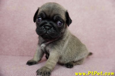 04/02巴哥公幼犬3號(台北內湖)9