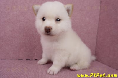 06/14白色柴犬公幼犬1號(屏東潮州)6