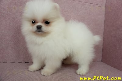 02/11迷你型松鼠白博美公幼犬(屏東里港)10