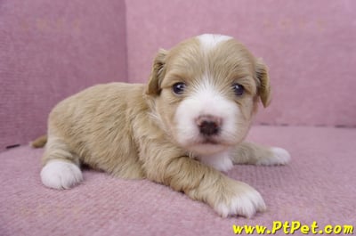 01/30馬爾泰迪公幼犬1號4