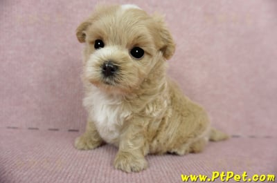 03/14奶油色馬爾泰迪公幼犬(台東市)8