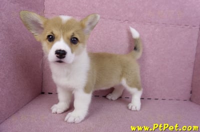 10/13雙色柯基犬母幼犬3號(台南北區)9