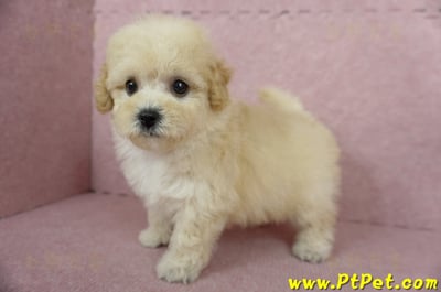 11/08泰迪比熊母幼犬(屏東長治)9