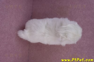 12/17北京狗公幼犬1號12