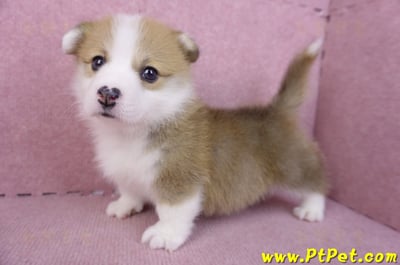 11/30雙色柯基犬公幼犬3號7