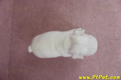 04/18奶白色法國鬥牛公幼犬3號(新竹竹東)7