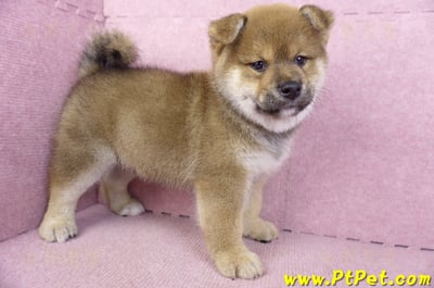 02/05赤色柴犬公幼犬(高雄仁武)5