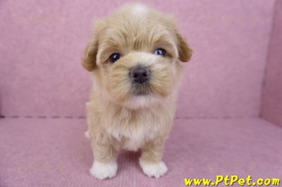 08/06奶油色馬爾泰迪母幼犬1號(桃園新屋)1