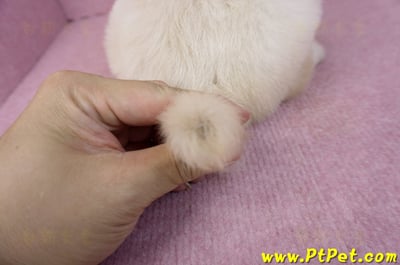 07/18黃金獵犬母幼犬2號(台南東區)8