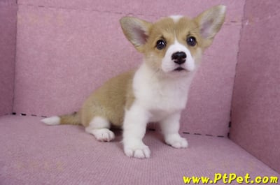 10/13雙色柯基犬母幼犬3號(台南北區)4