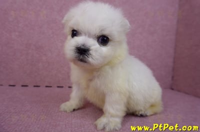 03/20馬爾濟斯公幼犬1號9