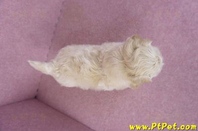 11/06馬爾泰迪公幼犬(屏東市)7