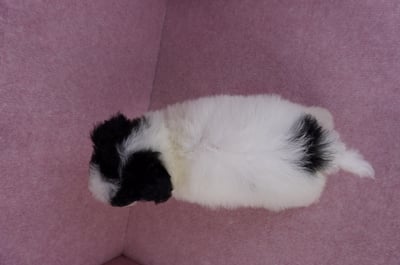 07/10迷你型花貴賓母幼犬(高雄楠梓)11