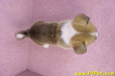 03/14雙色柯基犬母幼犬(新竹市)15