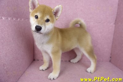 07/11赤色柴犬公幼犬9
