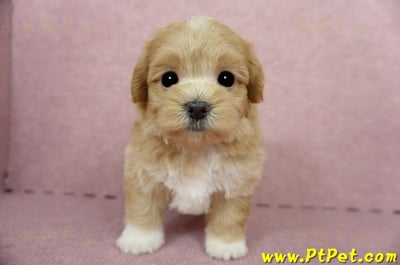 04/23奶油色馬爾泰迪公幼犬1號(新北蘆洲)1