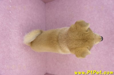 05/07赤色柴犬公幼犬(台南東區)12