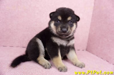 07/05黑色柴犬母幼犬1號(屏東長治)4