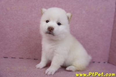 07/11白色柴犬母幼犬(高雄苓雅)4