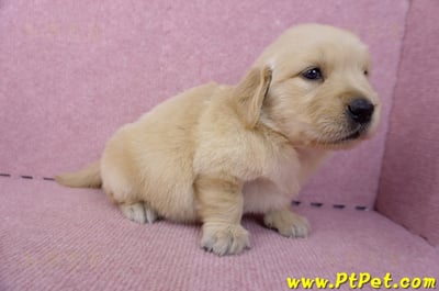 07/18黃金獵犬母幼犬3號(新北新莊)5