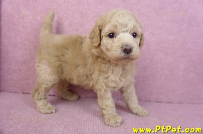 12/06玩具型奶油貴賓母幼犬2號3