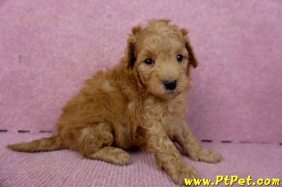 02/11紅貴賓母幼犬(桃園市 )4